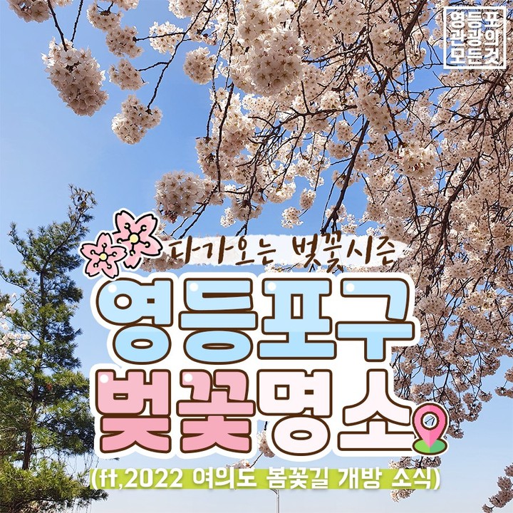  여의도 봄꽃길 벚꽃길 개방 일정과 신길벚꽃거리