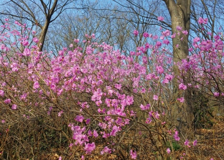 &lt;시&gt; 진달래꽃  금잔디 산유화 김소월 시 봄 봄빛이 왔네