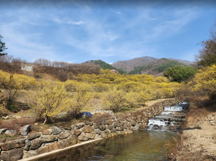 구례 산수유마을 산수유 꽃이 만개했어요 구례 산수유마을 산수유 꽃이 만개했어요