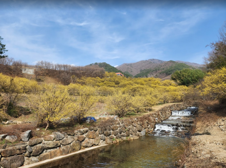 구례 산수유마을 산수유 꽃이 만개했어요