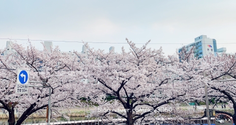 2022년 봄맞이 벚꽃피는 시기/명소들 알아보기