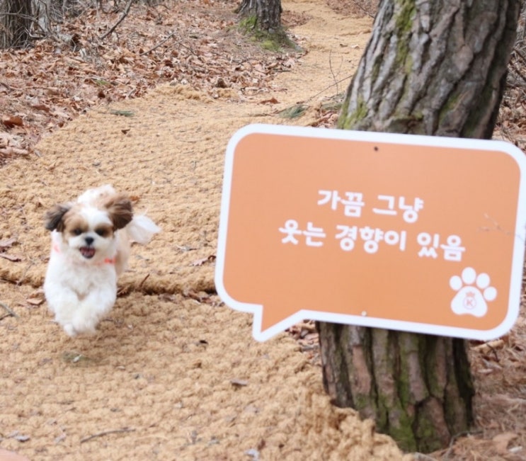  강아지 신장질환 원인 및 신장에 좋은 음식과 영양소