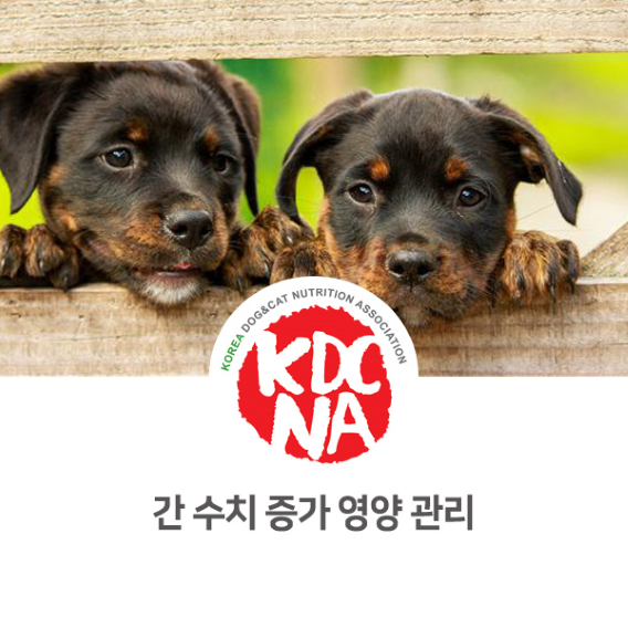  강아지 간수치 증가 영양 식이 관리 [한국반려동물영양협회/최수연펫푸드아카데미/펫푸드학원/애견수제간식창업반/수원/양평/부천/시흥/용인_1008]