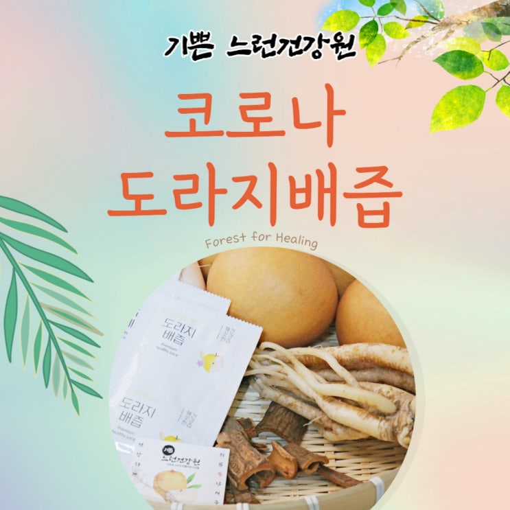  코로나 도라지배즙 효과있다고?
