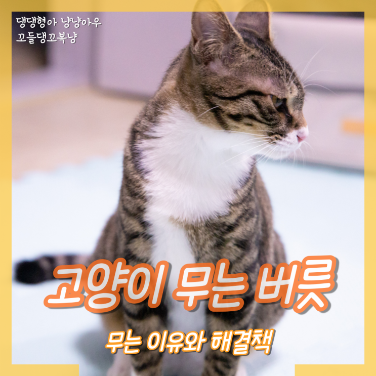  고양이 무는 버릇 도대체 이러는 이유가 무엇일까?