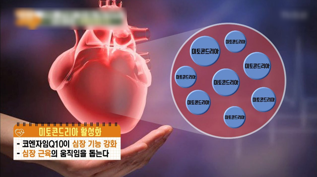  CoQ10 코큐텐 - 체중 감소의 비밀 - 운동 모방 효과