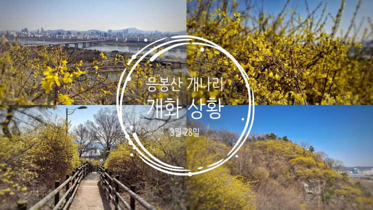  응봉산 개나리 개화 상황