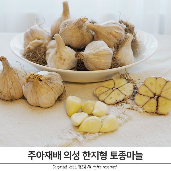 마늘 보관법 주아재배 한지형마늘 향과 맛이 좋아요 마늘 보관법 주아재배 한지형마늘 향과 맛이 좋아요