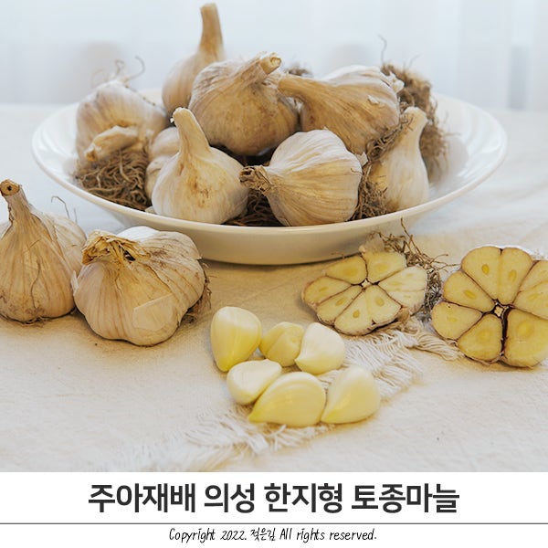 마늘 보관법 주아재배 한지형마늘 향과 맛이 좋아요