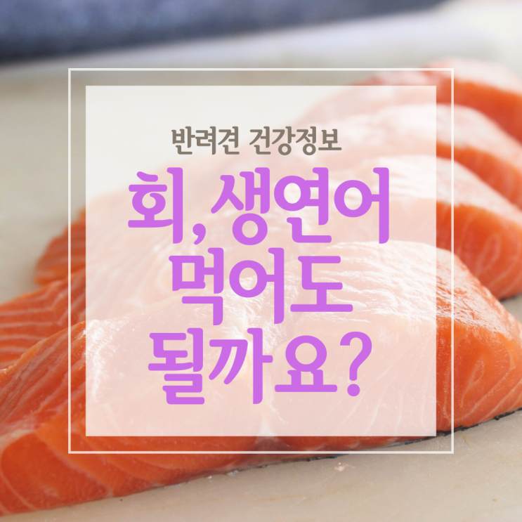  강아지 생연어, 참치회를 먹어도 괜찮을까요?