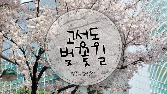  일상) 조용하게 산책하면서 볼 수 있는 숨은 고성동 벚꽃길
