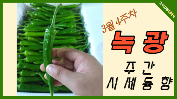  [경매사 주간보고] 가락시장 3월 4주차 녹광 경매동향을 알아보겠습니다!