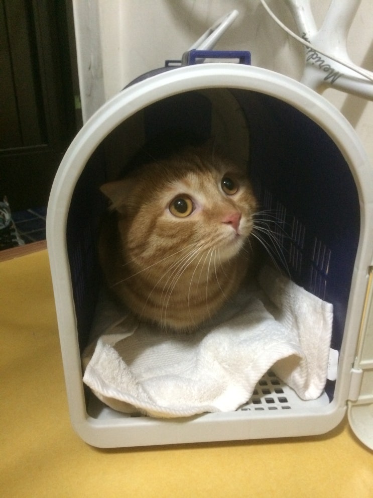  네코와 함께한 시간들 중 일부...
