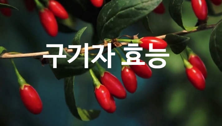  구기자의 효능 활용법(ft. 오미자와 구분) 구기자물 만들기