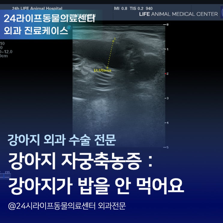 대구 강아지 자궁축농증 수술 : 강아지가 밥을 안먹어요 / 강아지 밥 안먹는 이유 24시라이프동물의료센터 수술 케이스 대구 강아지 자궁축농증 수술 : 강아지가 밥을 안먹어요 / 강아지 밥 안먹는 이유 24시라이프동물의료센터 수술 케이스