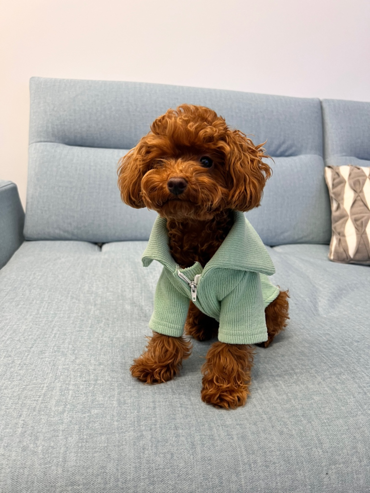  강아지 커피 디카페인 위험한 이유 :(