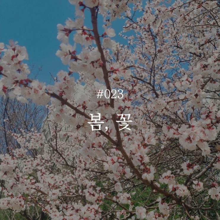 낭만 챌린지 023 :: 봄, 꽃