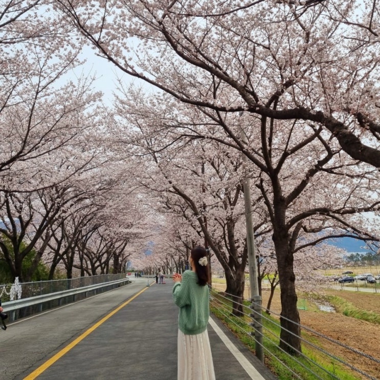  경남 벚꽃 명소 나들이 양산 황산공원 벚꽃캠핑장 유채꽃밭도 좋아