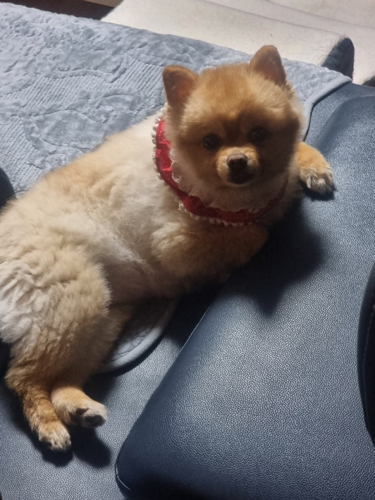  사랑이 근황 알려드려요~