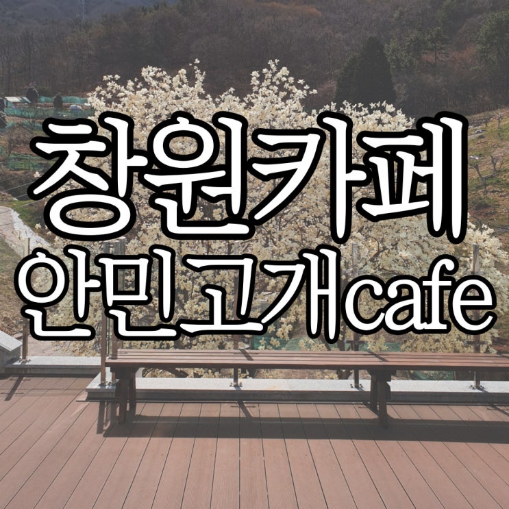  벚꽃 보러 갔다가 목련 포토존 발견한 안민고개cafe (+벚꽃 만개한 안민고개 자동차 들어가는 팁)