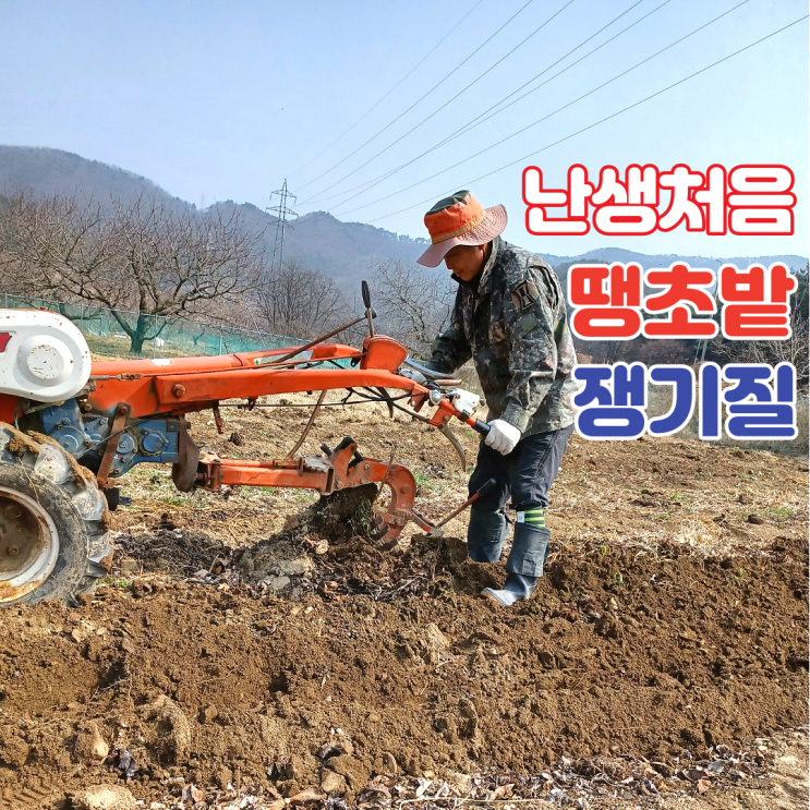 청양초(땡초) 고추밭 경운기로 쟁기질 하여 갈아주기