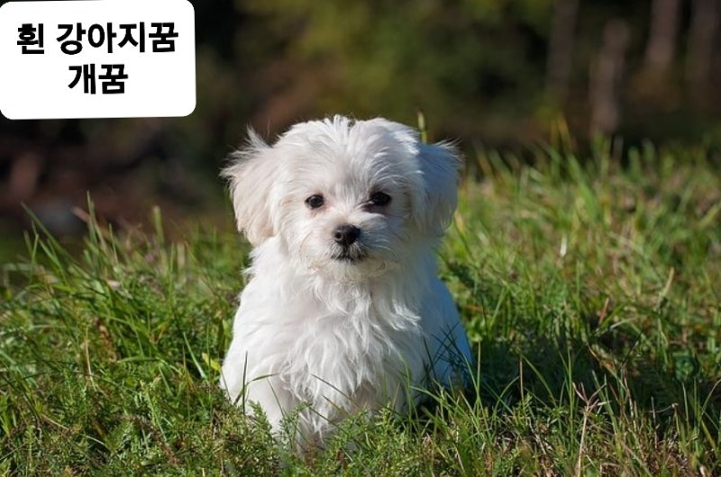 흰 강아지 꿈, 개꿈, 큰개, 작은개 꿈해몽 해주세요~