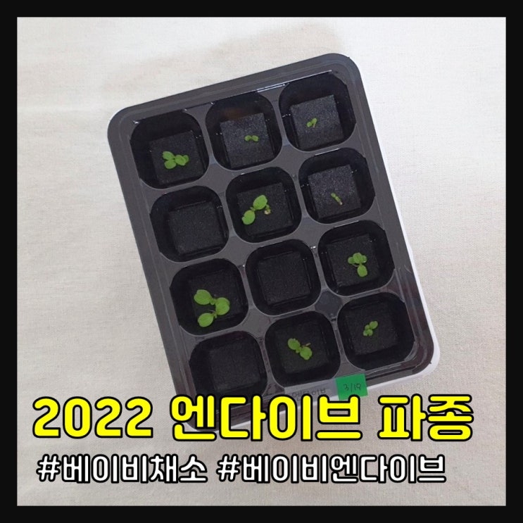 2022 엔다이브 키우기 (파종)