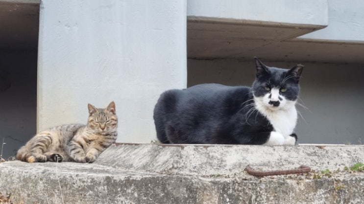  고양이 앉는 자세_이집트자세, 식빵자세, 클레오파트라자세