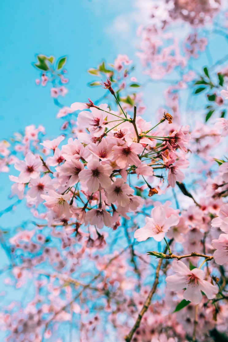 벚꽃 꽃말-아름다움