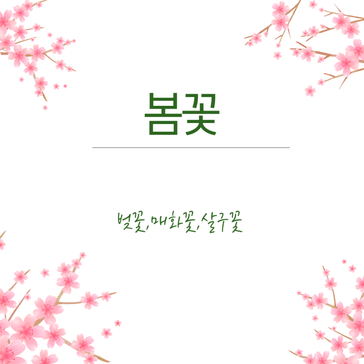  봄꽃- 벚꽃, 매화꽃, 살구꽃
