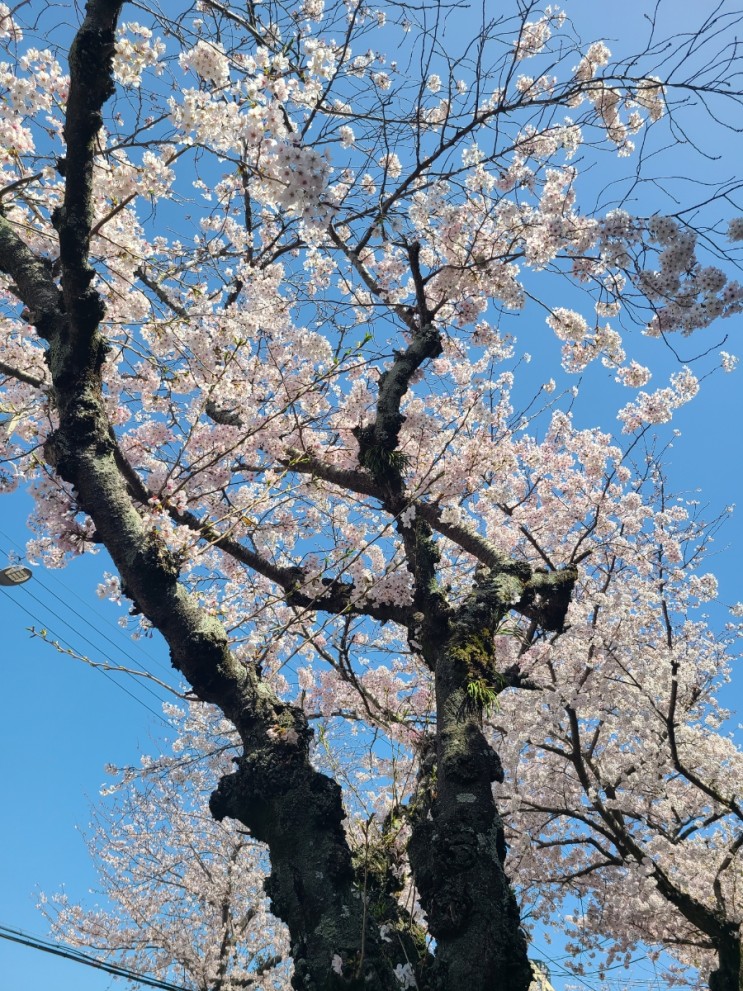 제주 서귀포 효돈 벚꽃 명소 가로수길 2022년 개화 상황