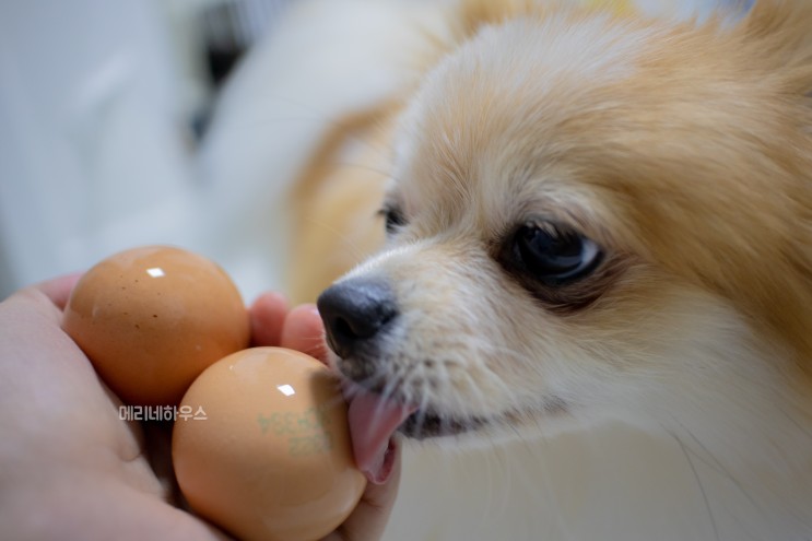 강아지 계란 흰자 노른자 날계란 삶은 달걀 괜찮을까요?