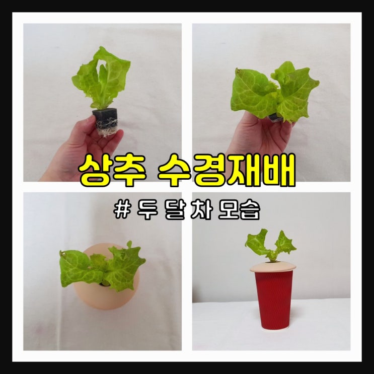  2022 상추 수경재배 (두 달 차)