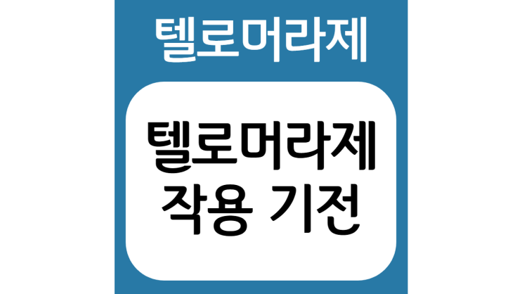  텔로머라제(Telomerase) 작용 기전