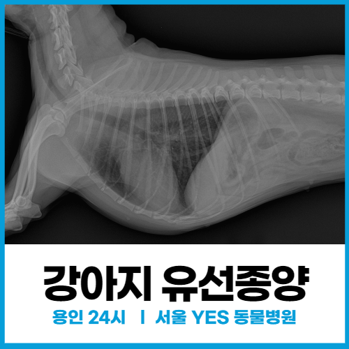 [외과] 강아지 유선종양 수술, 유선 에서 딱딱한게 만져질 때, 중성화 수술 (용인 동물병원, 죽전)
