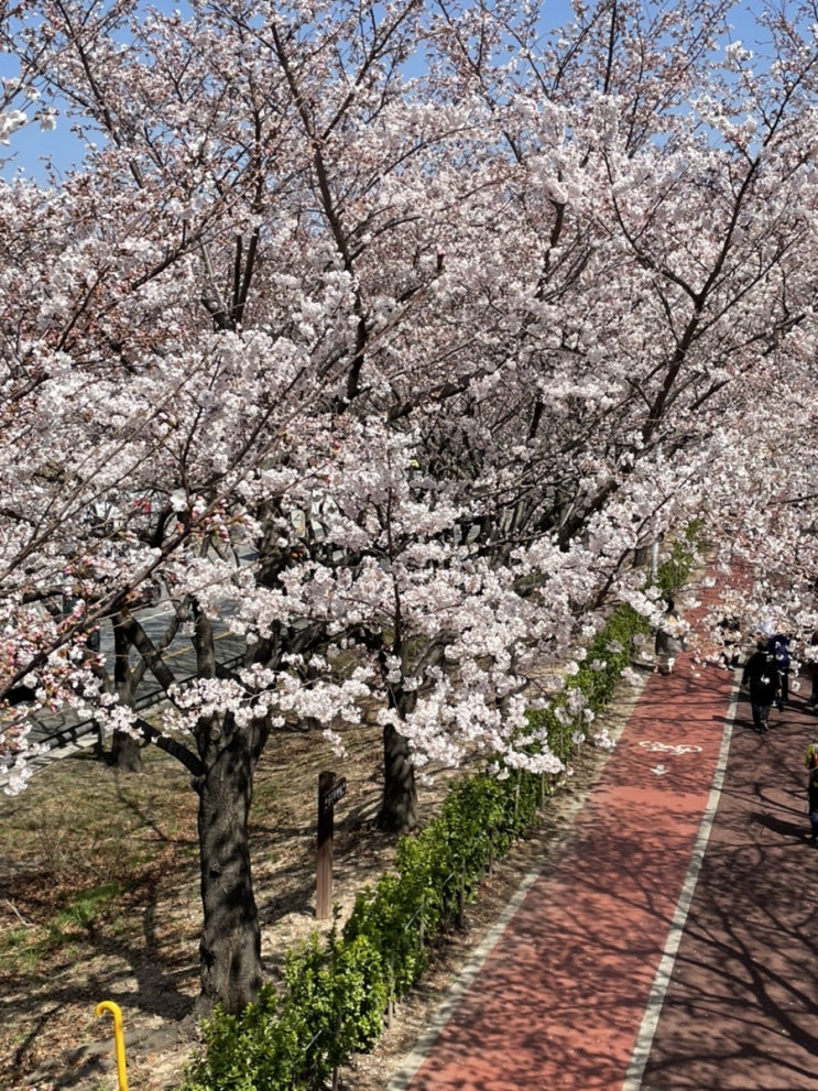 부산벚꽃개화시기 사상벚꽃길 현황, 사진잘나오는꿀팁