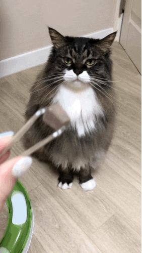  종근당 캐롯벨 아이즈 큐브 강아지/고양이 눈 영양제 급여 후기