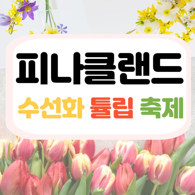  아산 데이트 코스 피나클랜드 수선화 튤립 축제 구경 하기 좋은 곳