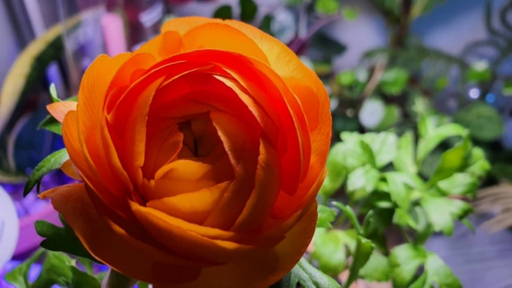  매혹의 봄꽃 구근식물 라넌큘러스 키우기 How to Grow Ranunculus (feat 라넌큘러스꽃말)