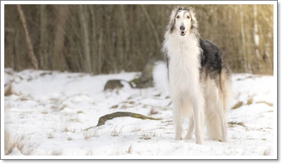  보르조이분양가격과 성격, 역사 및 수명에 대해서(borzoi)