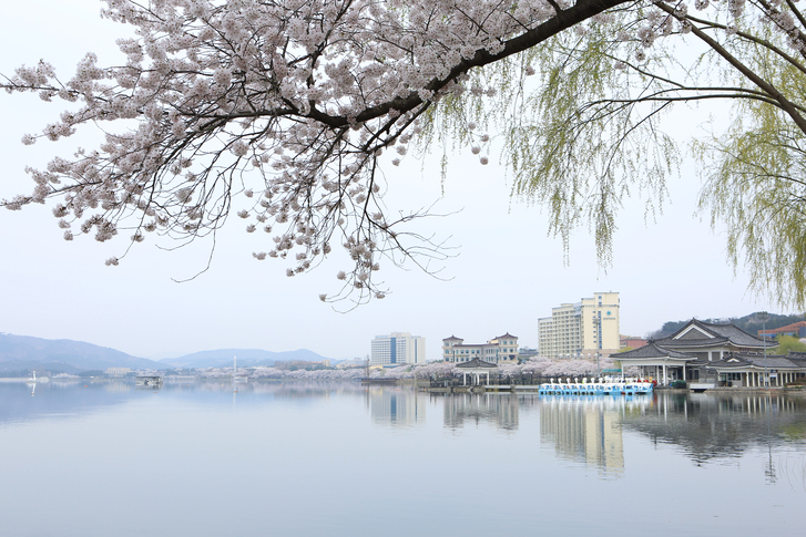 2022 경주벚꽃 개화시기, 경주보문단지 벚꽃 구경