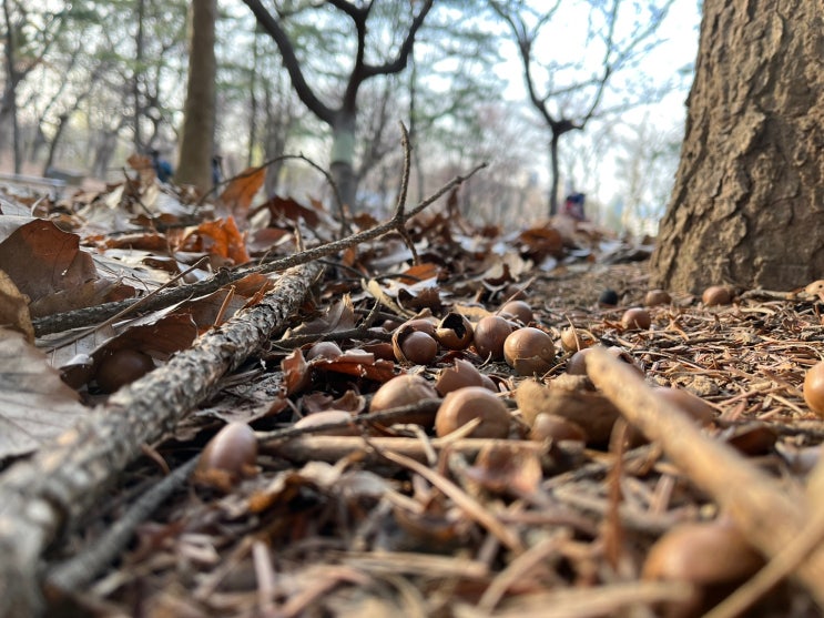  찾지 못한 도토리가 숲을 이루는 마법