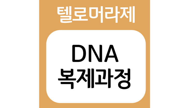 DNA 복제 과정(DNA replication process)