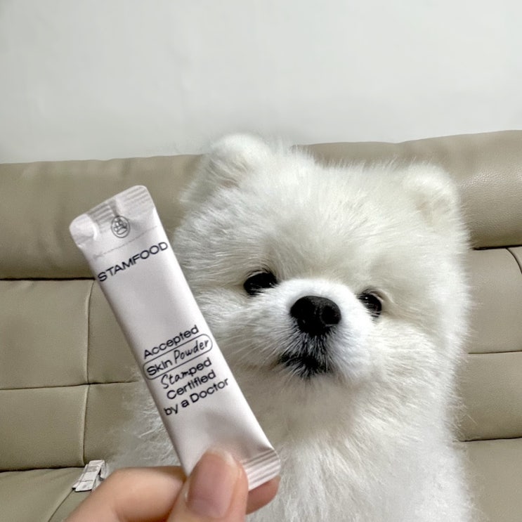  강아지 피부 영양제 스탬푸드로 반려동물 피부병 고민은 그만!