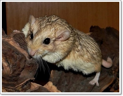  펫테일저빌 분양가격 및 수명 키우기에 관해서(fat tailed gerbil)
