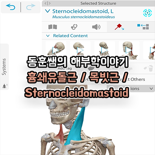  흉쇄유돌근 목빗근 Sternocleidomastoid