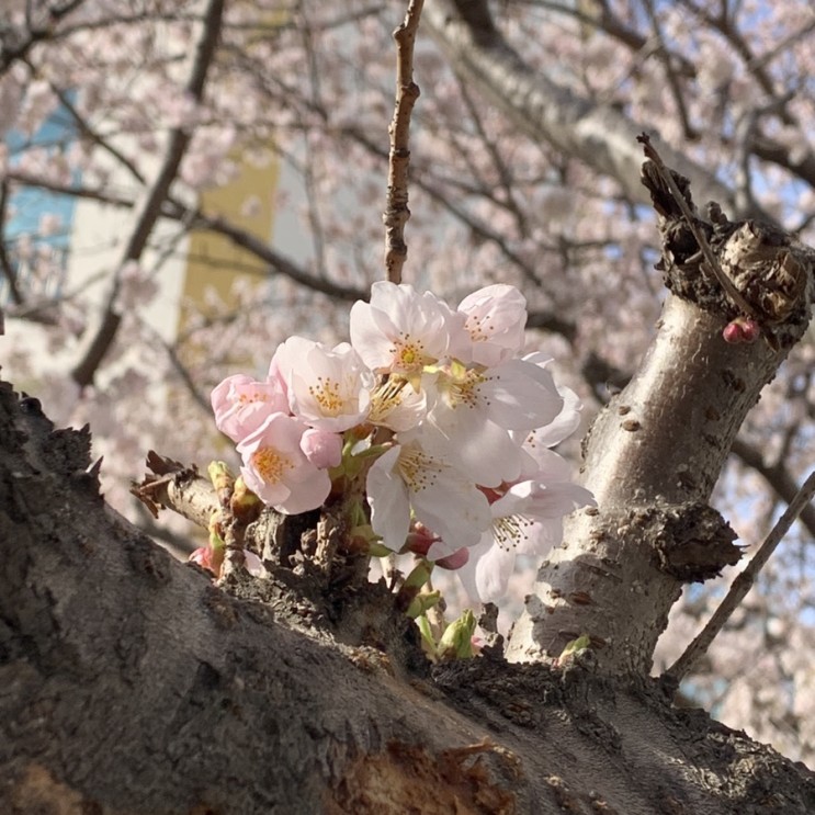 #16: (벚)꽃피는 봄이 오면