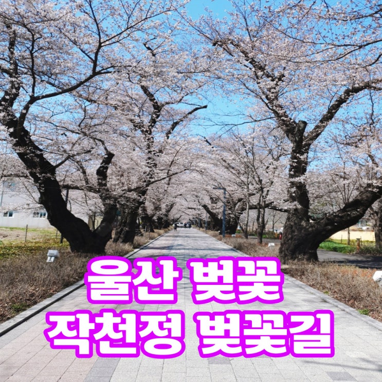  벚꽃이 만개한 울산 작천정 벚꽃길을 걸어요.