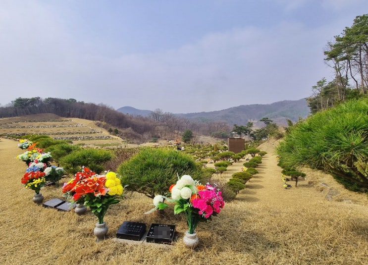  수목장 기초상식 가격 의미 특징