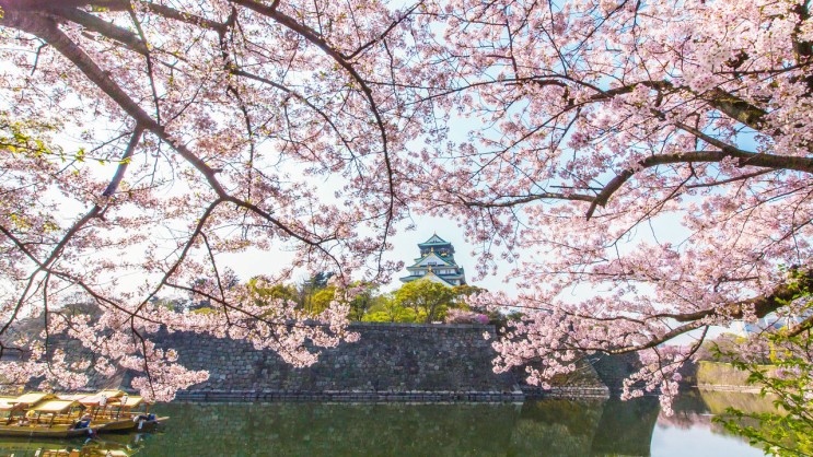 [랜선 타고 일본여행] 벚꽃과 함께하는 오사카성(大阪城)